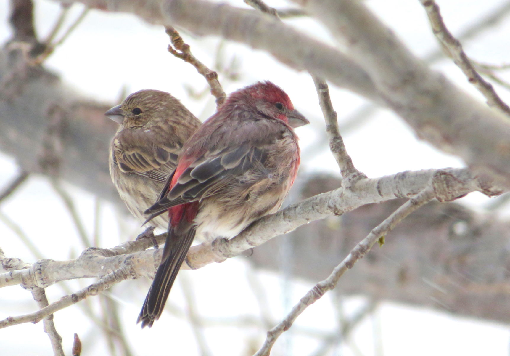 Finch Friends